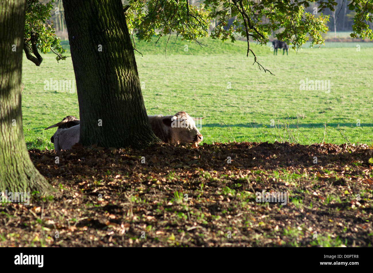 Cattle resting under a tree, Christ Church Meadow, Oxford, UK Stock Photo