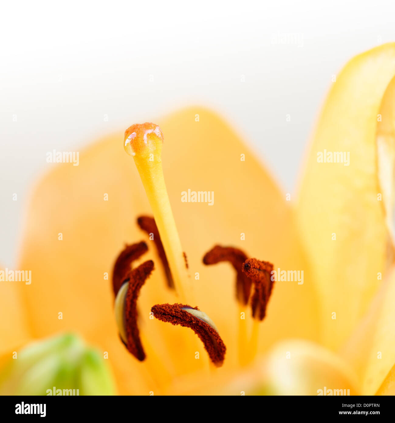Orange macro flower hi-res stock photography and images - Alamy