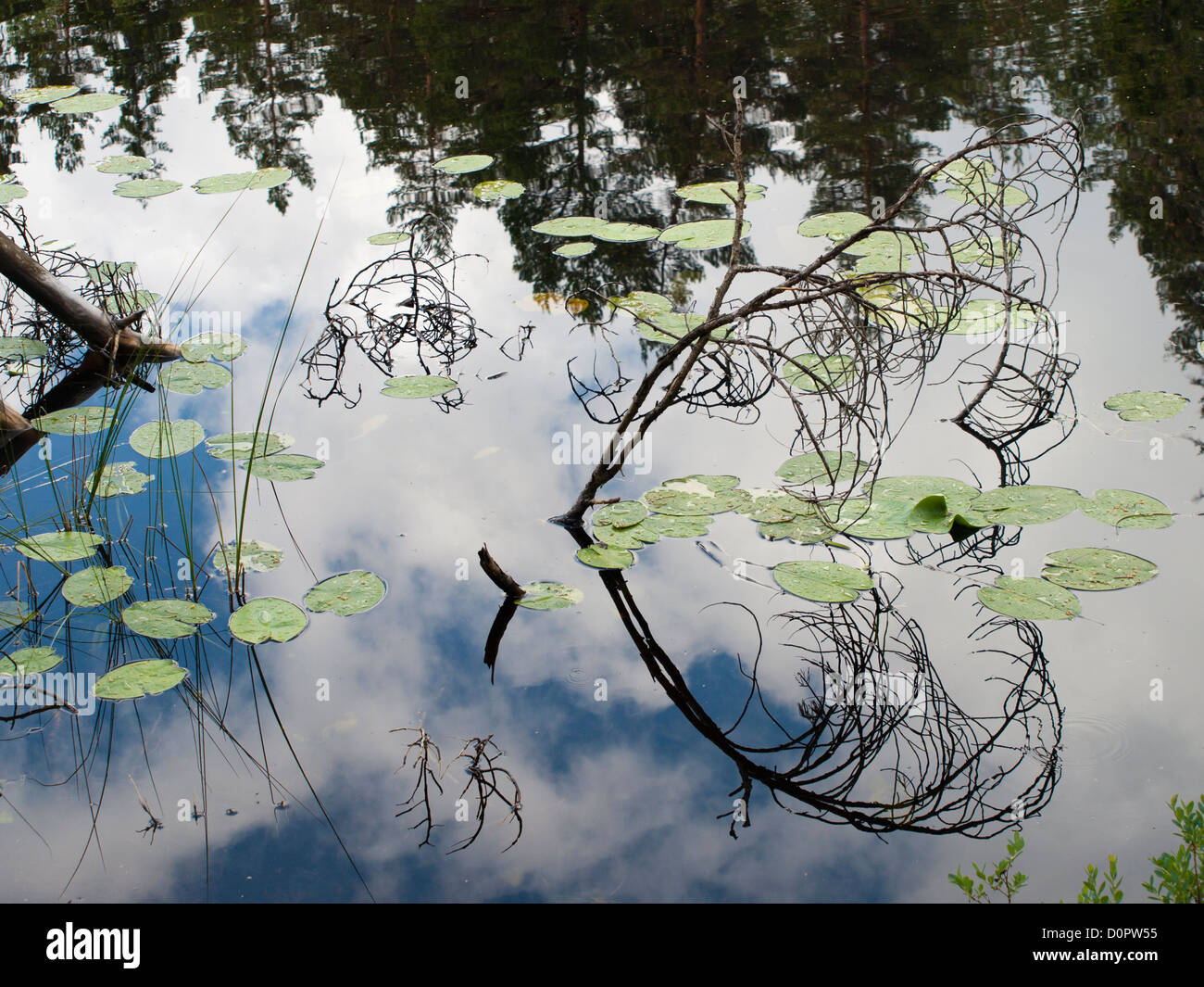 A lake or tarn in the forest surrounding Oslo Norway branches and waterlilly leaves, reflected sky Stock Photo