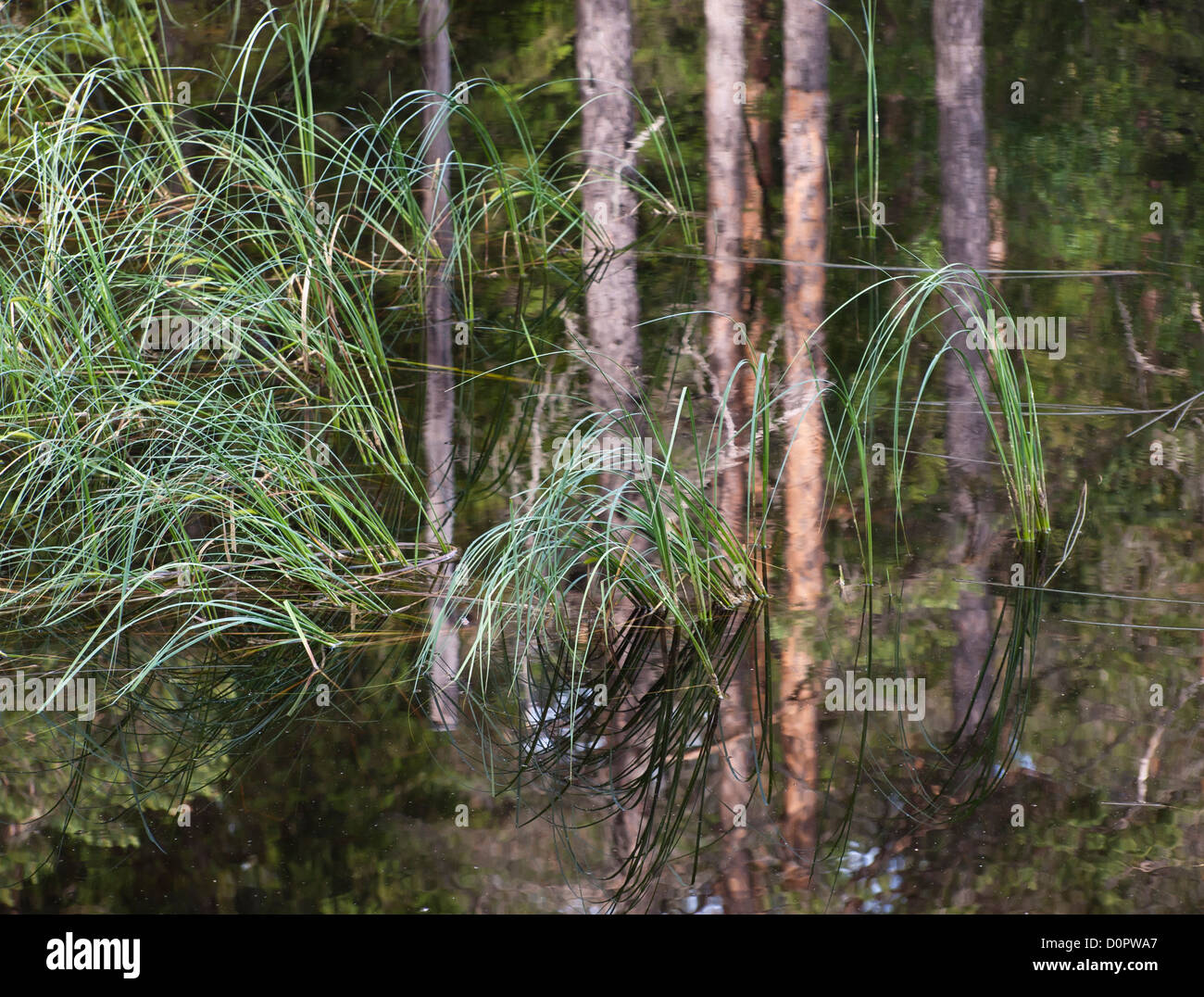 A lake or tarn in the forest surrounding Oslo Norway , tree trunks reflected in water with grass Stock Photo