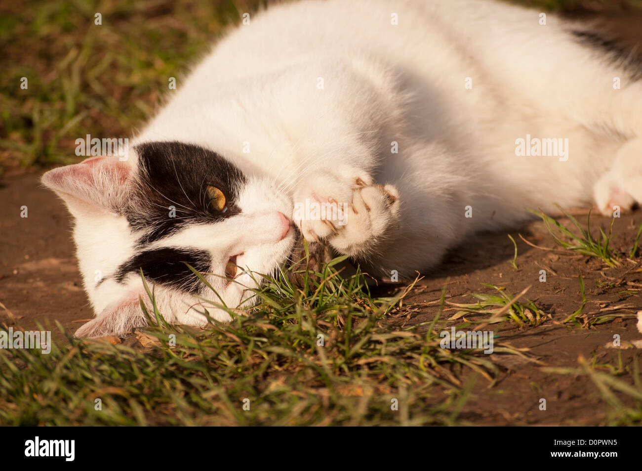 Cat eating mouse Stock Photo Alamy