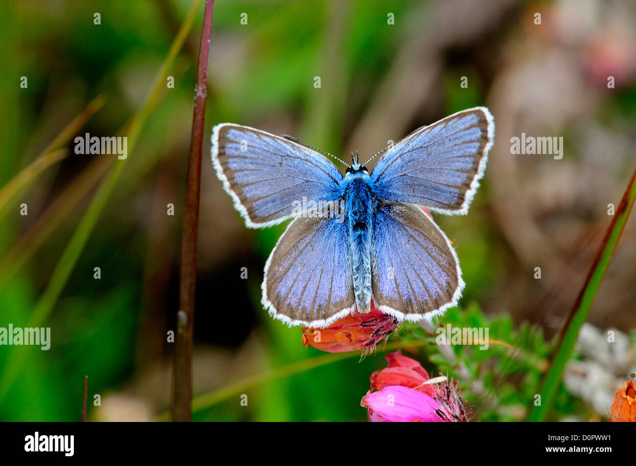 A silverstudded blue butterfly UK Stock Photo Alamy