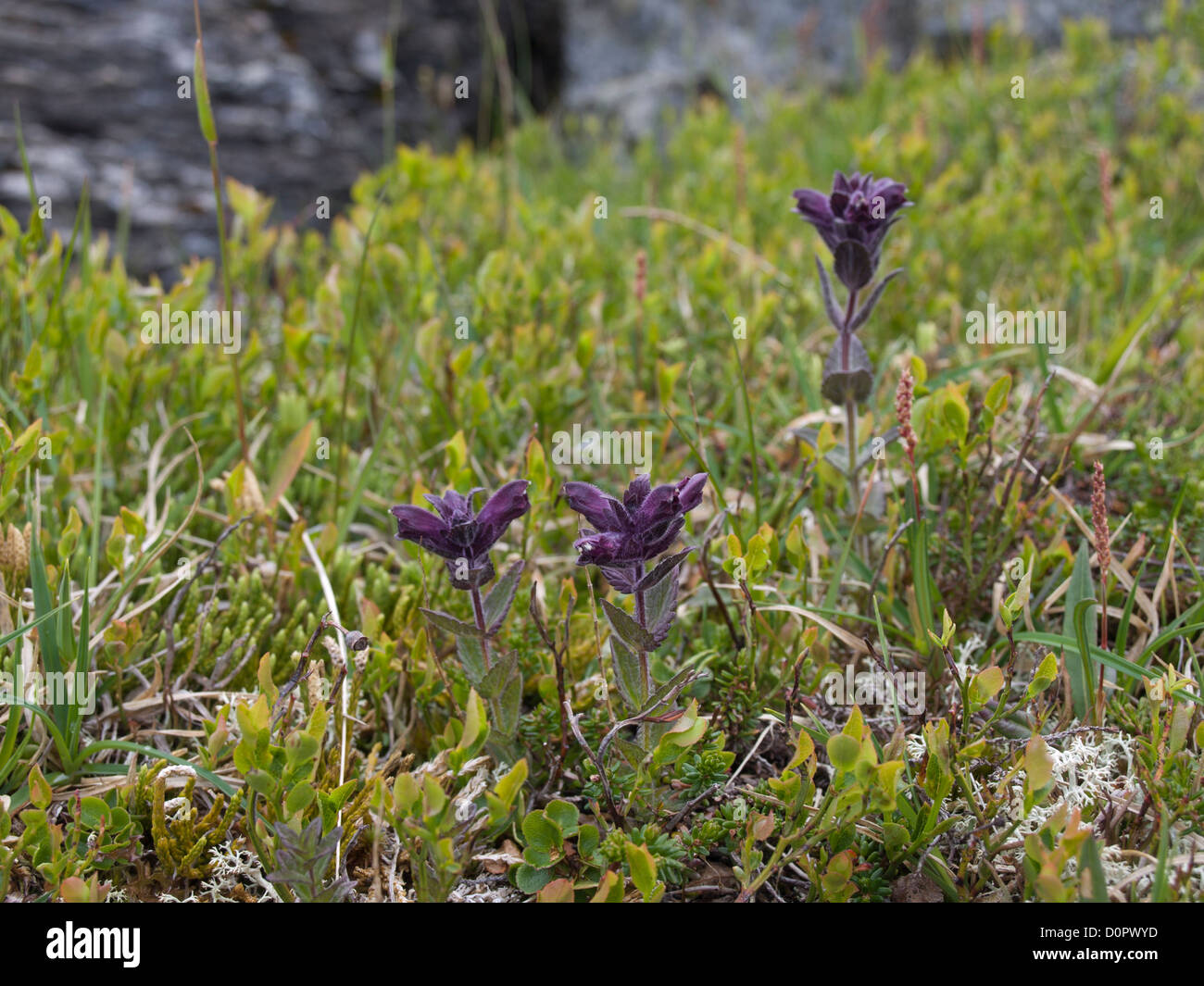 Bartsia alpina, Velvetbells, encountered on Hardangervidda Norway Stock Photo