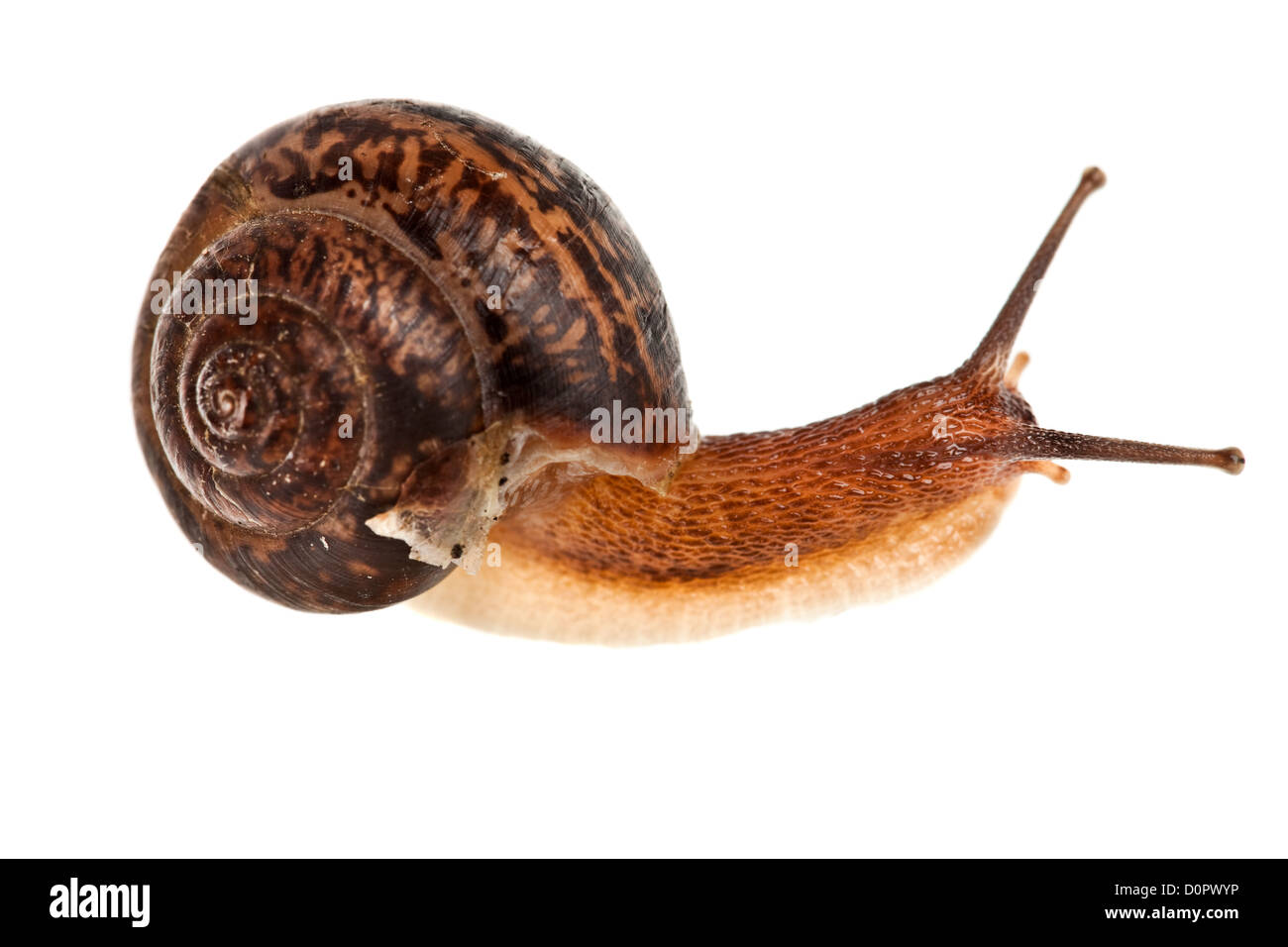 snail (edible snail) Stock Photo
