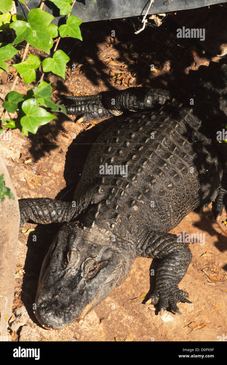 top view of an alligator Stock Photo