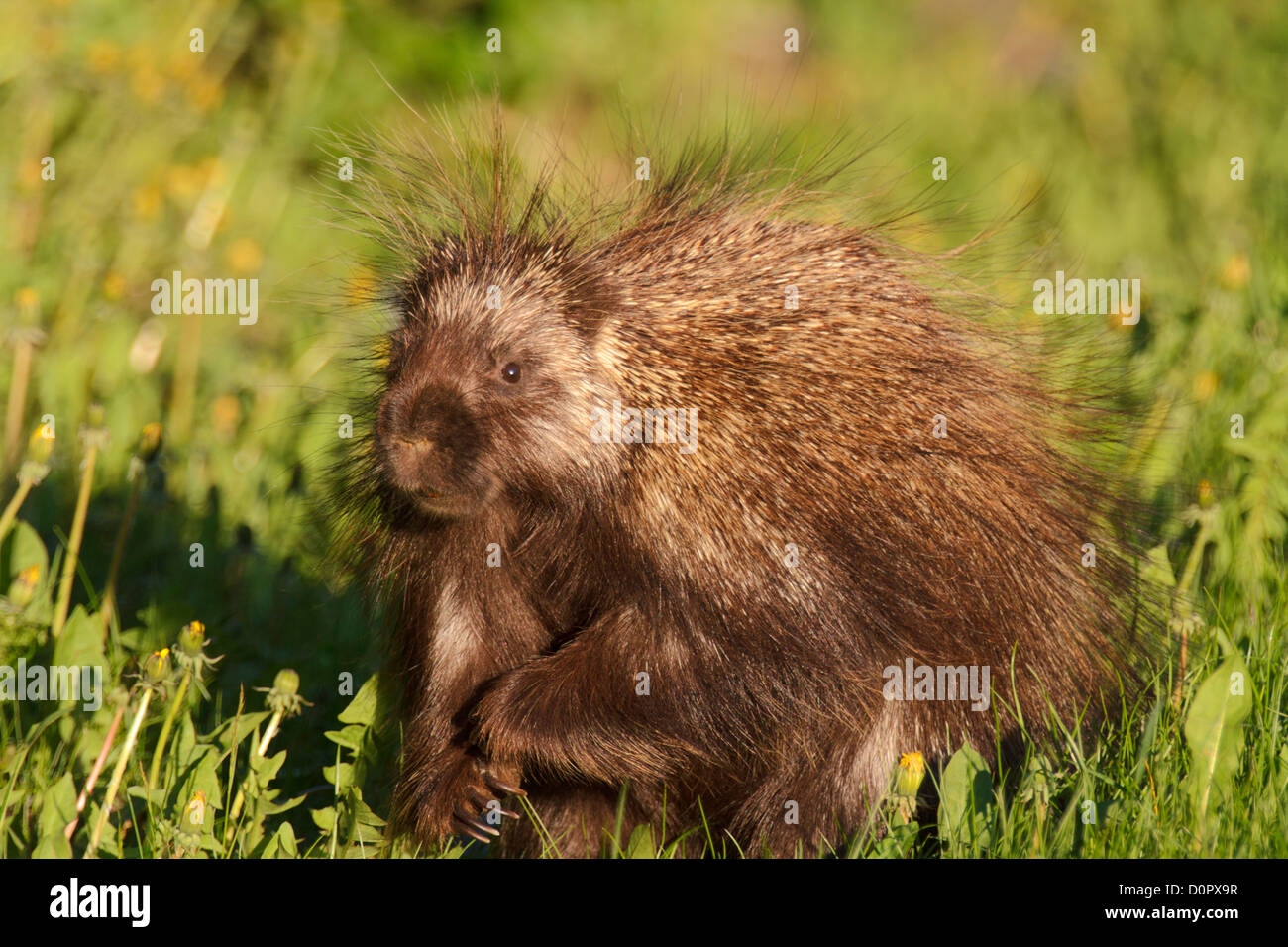 Kenai fjords, alaska porcupine hires stock photography and images Alamy