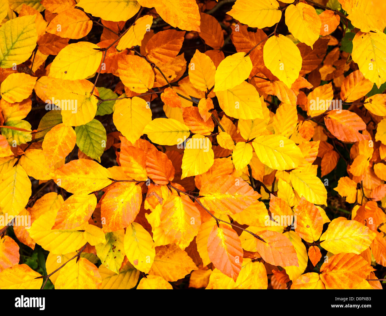 Beech tree leaves displaying their vivid autumn colour Stock Photo