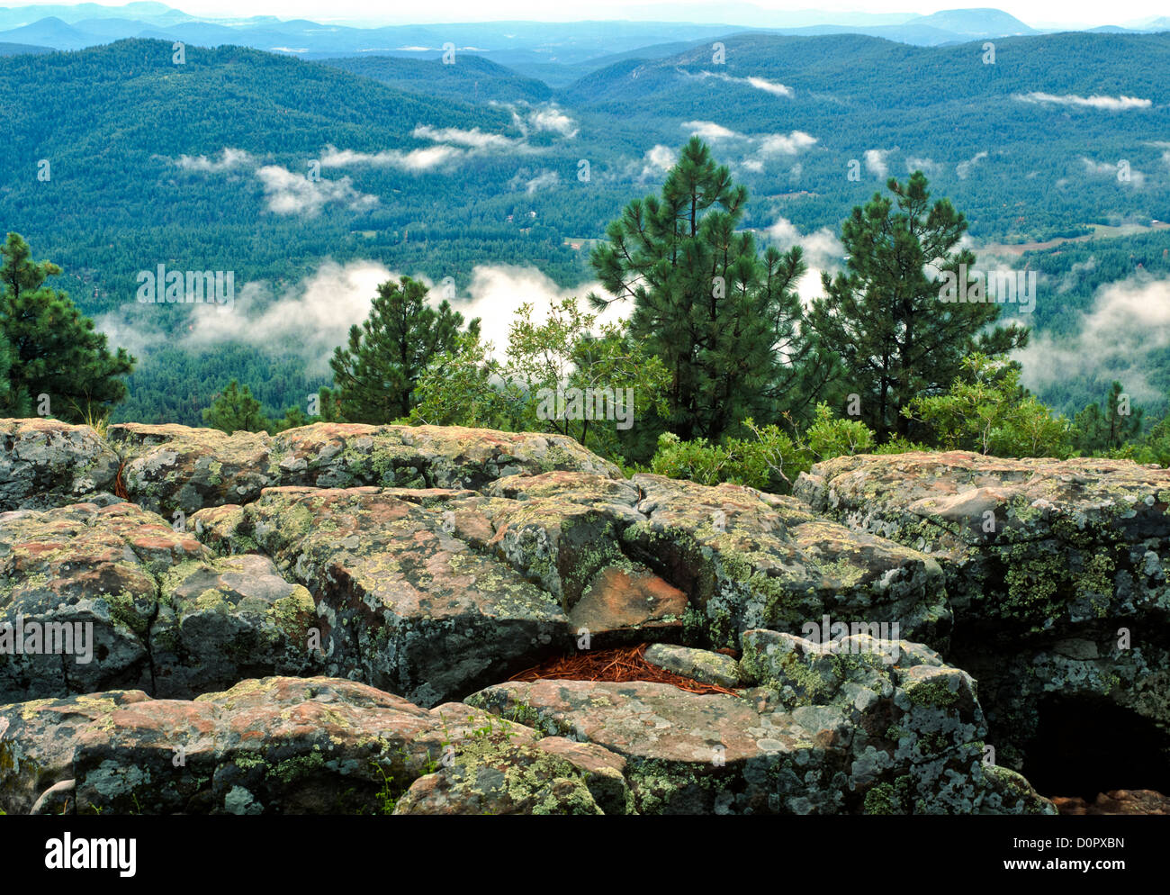 Mogollon Rim summer, North of Payson, Arizona. Coconino National Forest. USA Stock Photo Alamy