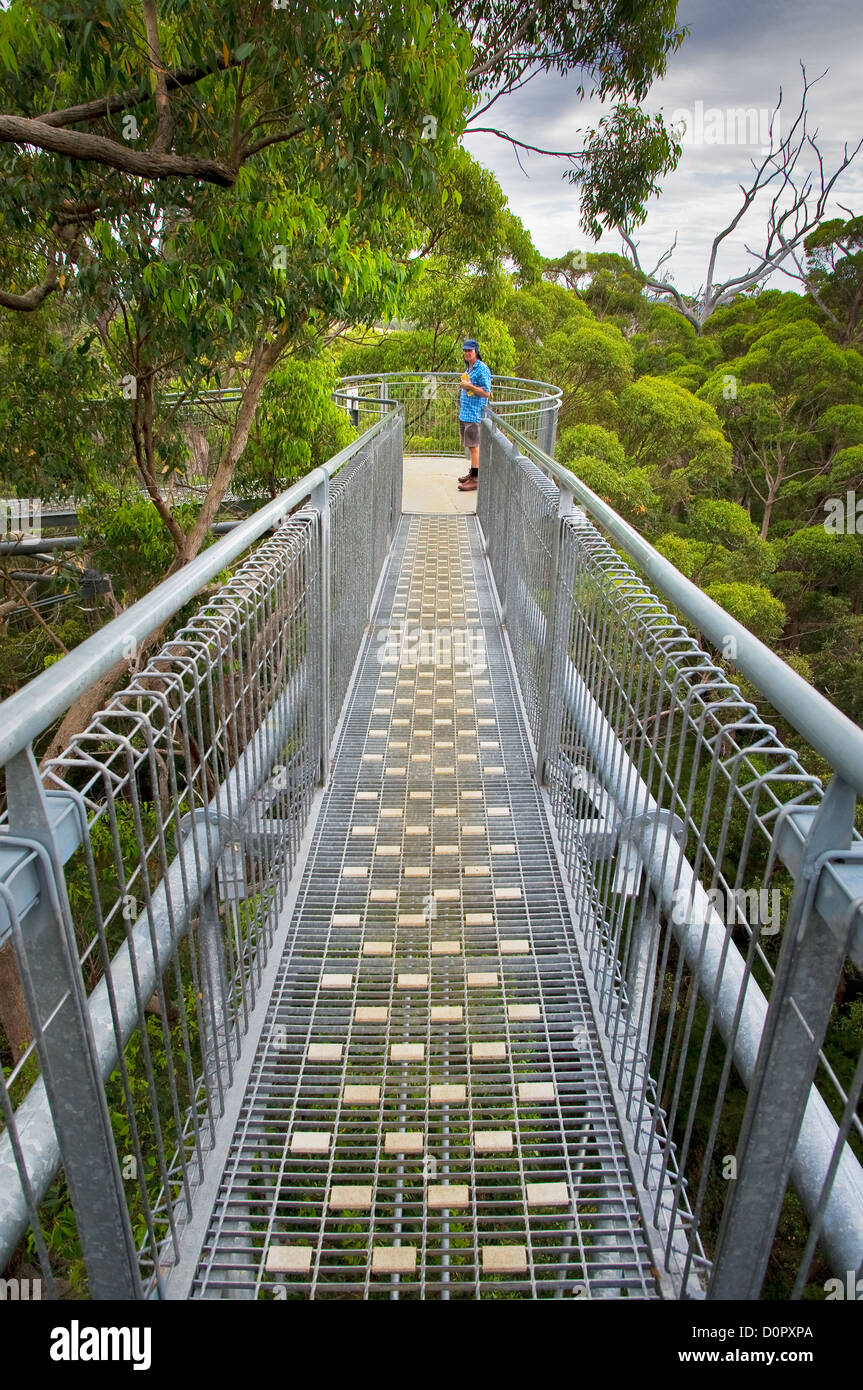 Famous Tree Top Walk in Walpole-Nornalup National Park. Stock Photo