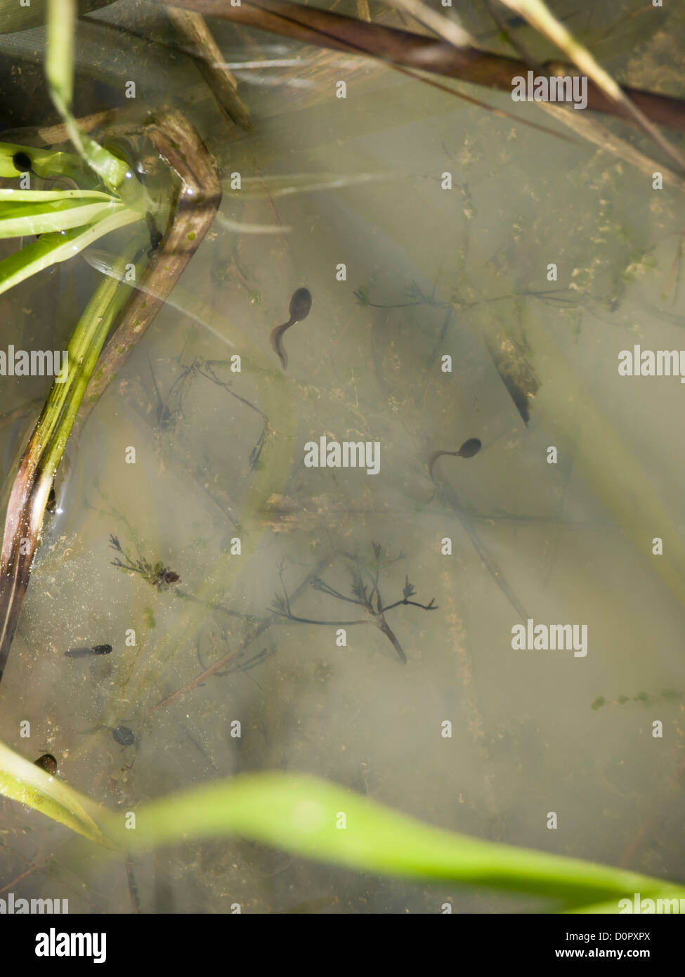 Tadpoles in a pond in springtime, larval stage of a frog, photographed in Oslo Norway Stock Photo