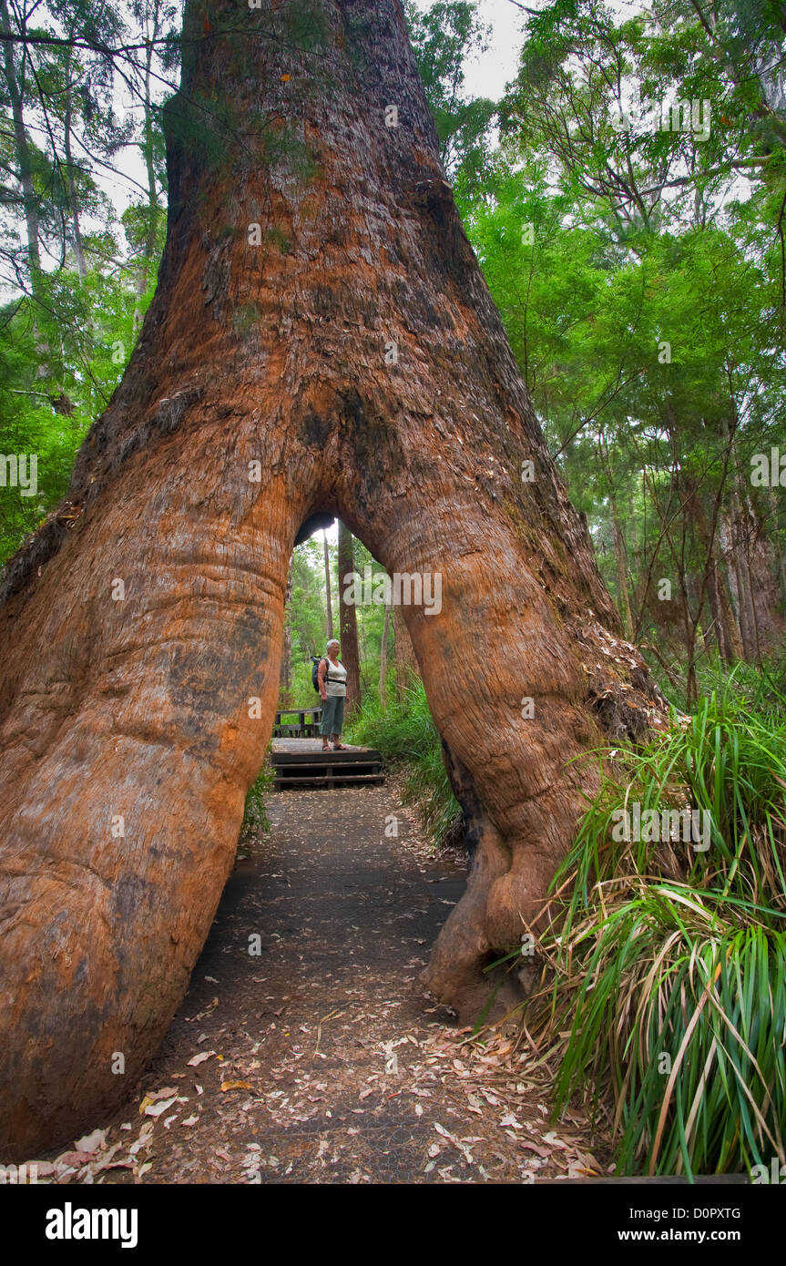Hollow roots of an old Tingle Tree in Valley of the Giants. Stock Photo