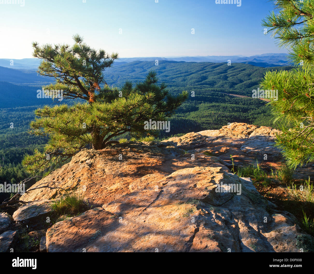 Arizona camping forest mogollon rim tree trees blue sky hires stock