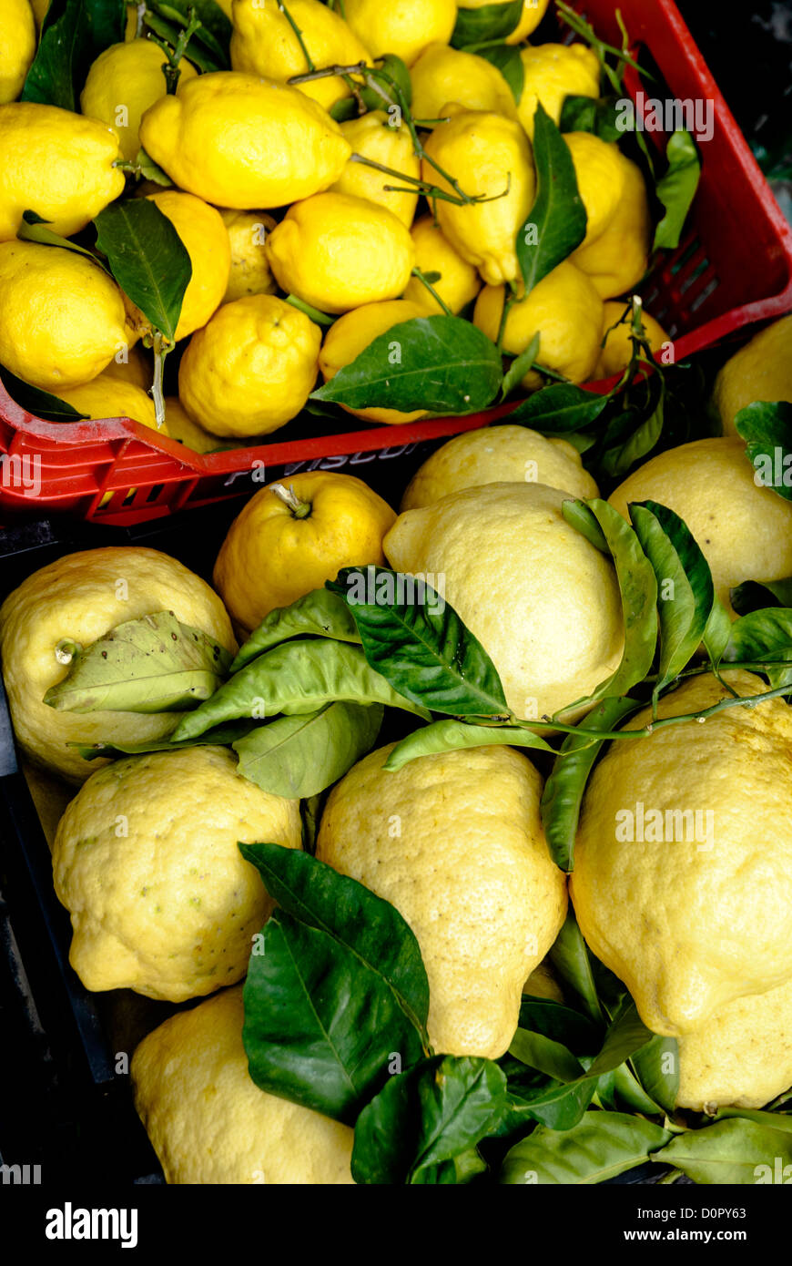 Lemons (Citrus × limon) and Citrons (Citrus x medica) Stock Photo