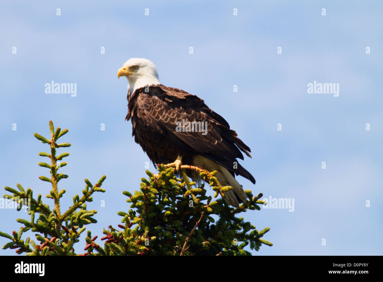 Bald eagle lake clark hires stock photography and images Alamy