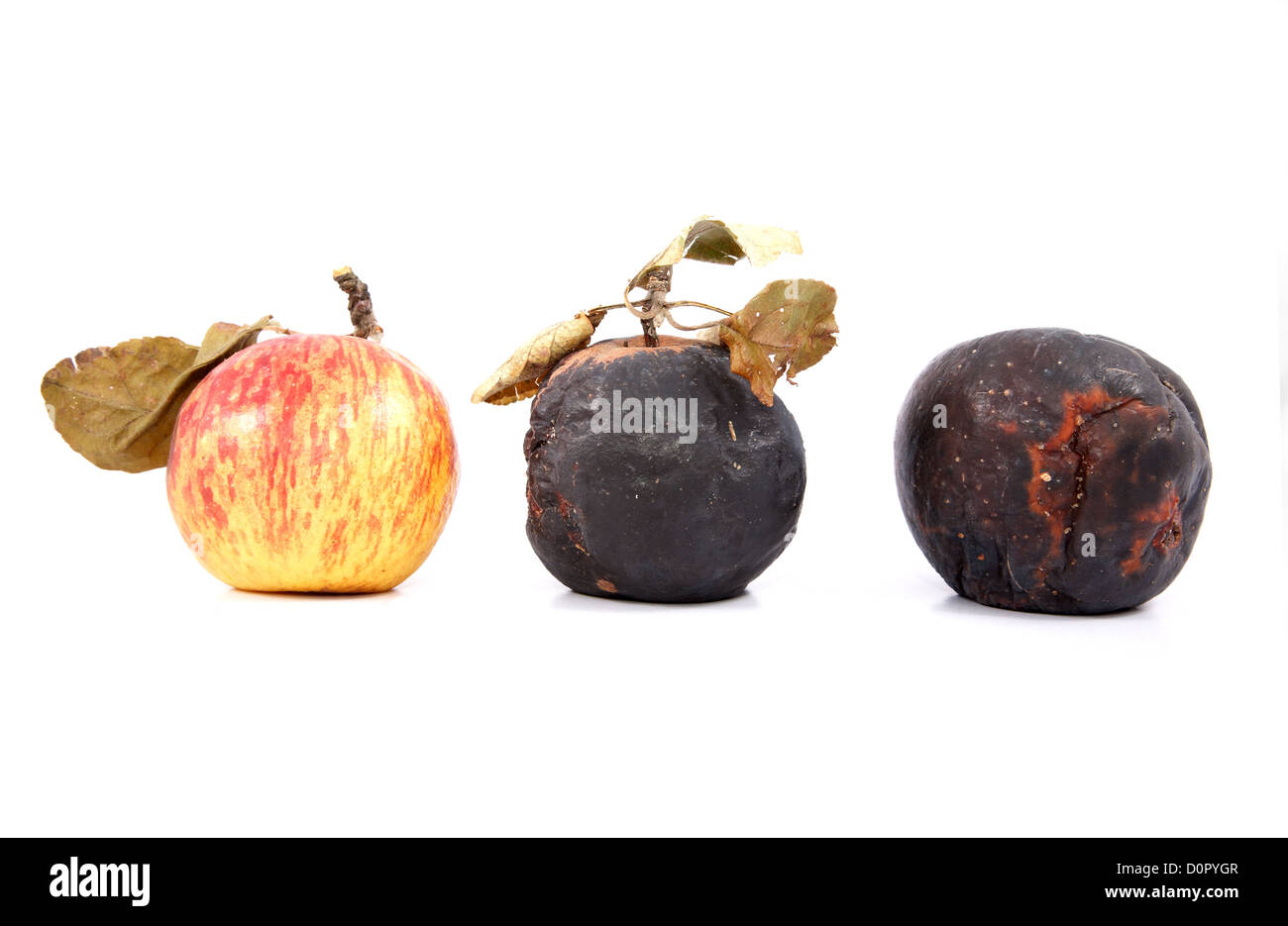 Ripe and rotten apples with dry leave Stock Photo