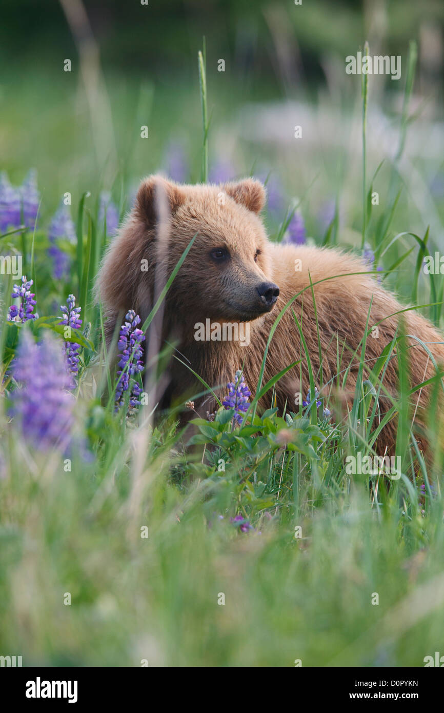 A Brown or Grizzly Bear cub, Lake Clark National Park, Alaska. Stock Photo