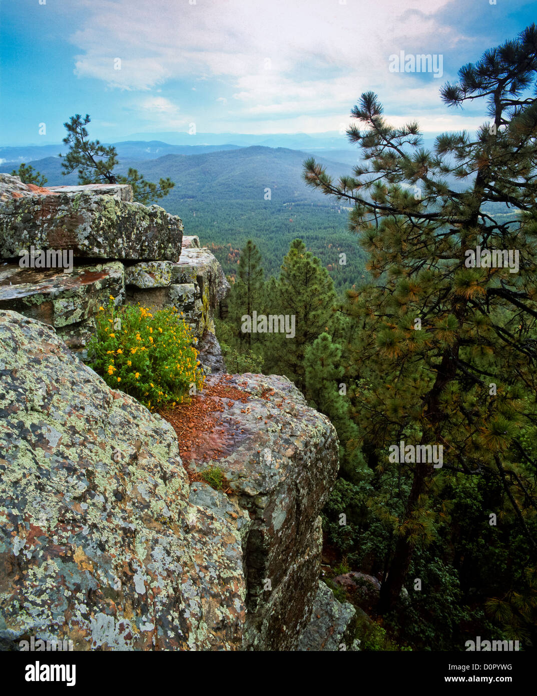 Mogollon Rim summer, North of Payson, Arizona. Coconino National Forest. USA Stock Photo Alamy