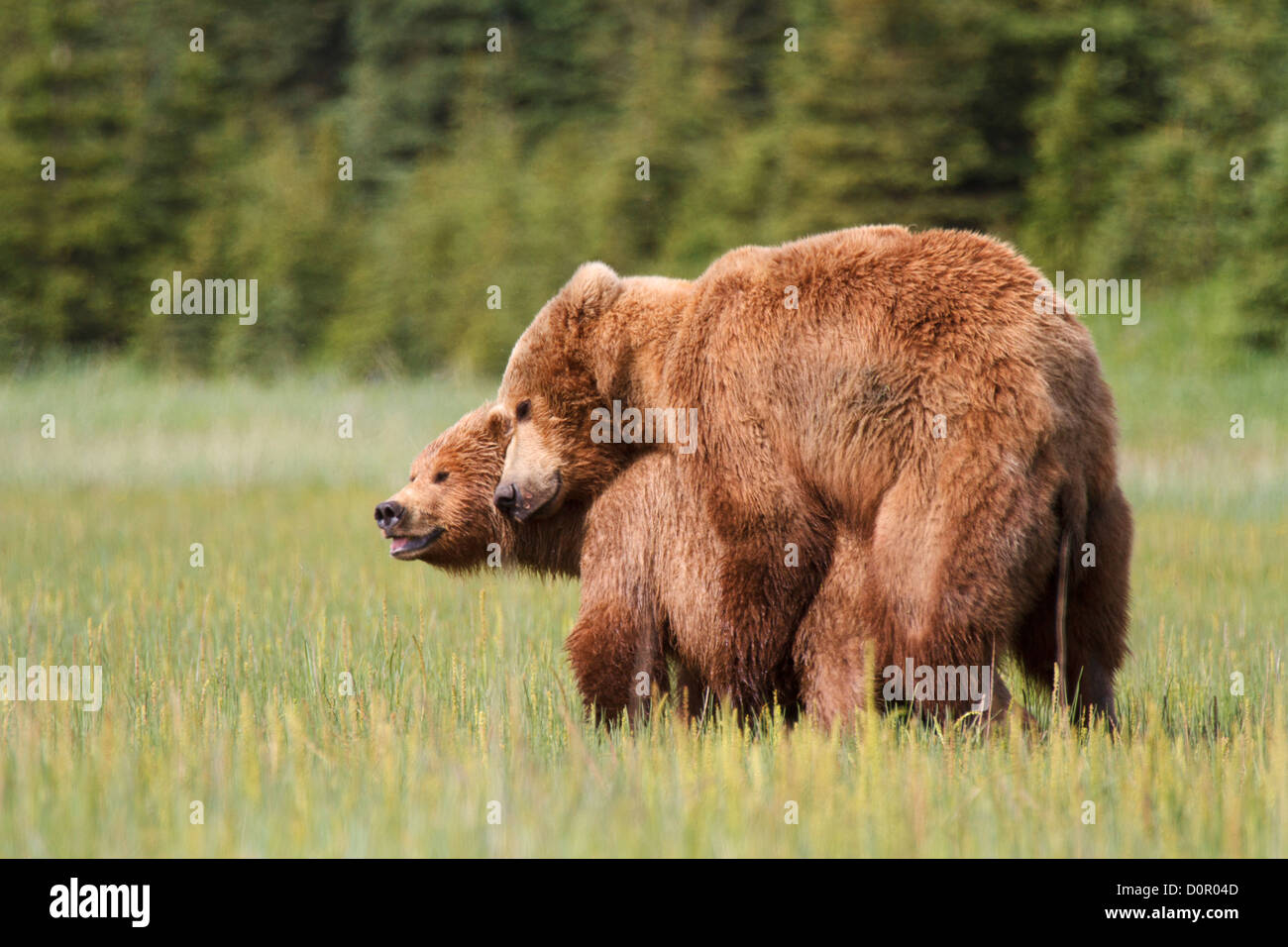 Mating Brown or Grizzly Bears, Lake Clark National Park, Alaska. Stock Photo