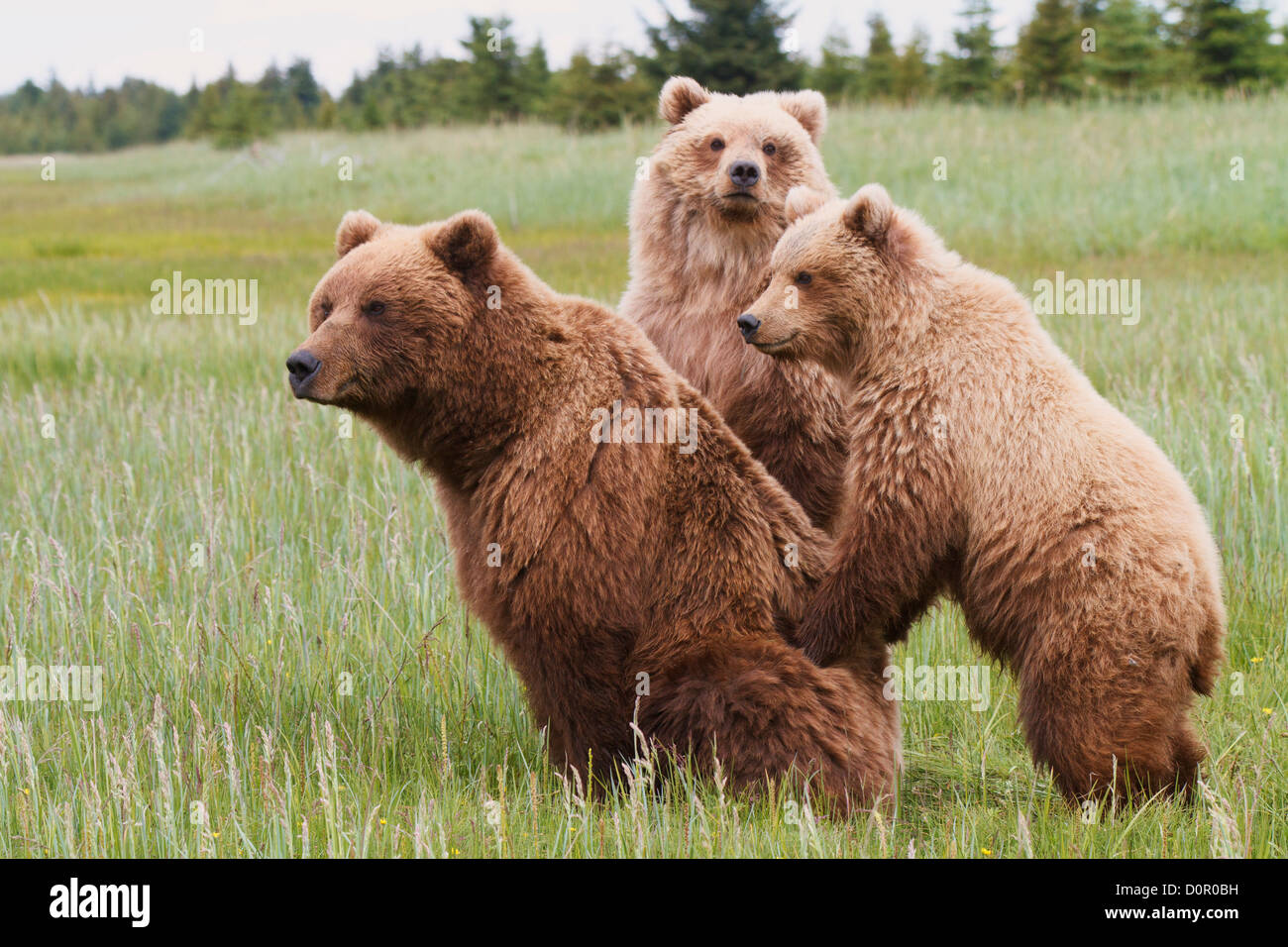 A Brown or Grizzly Bear sow with cubs, Lake Clark National Park, Alaska. Stock Photo