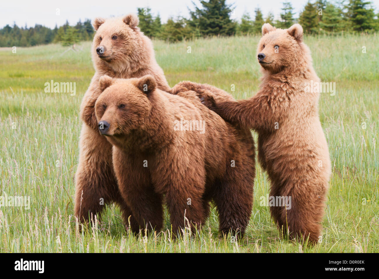 A Brown or Grizzly Bear sow with cubs, Lake Clark National Park, Alaska. Stock Photo