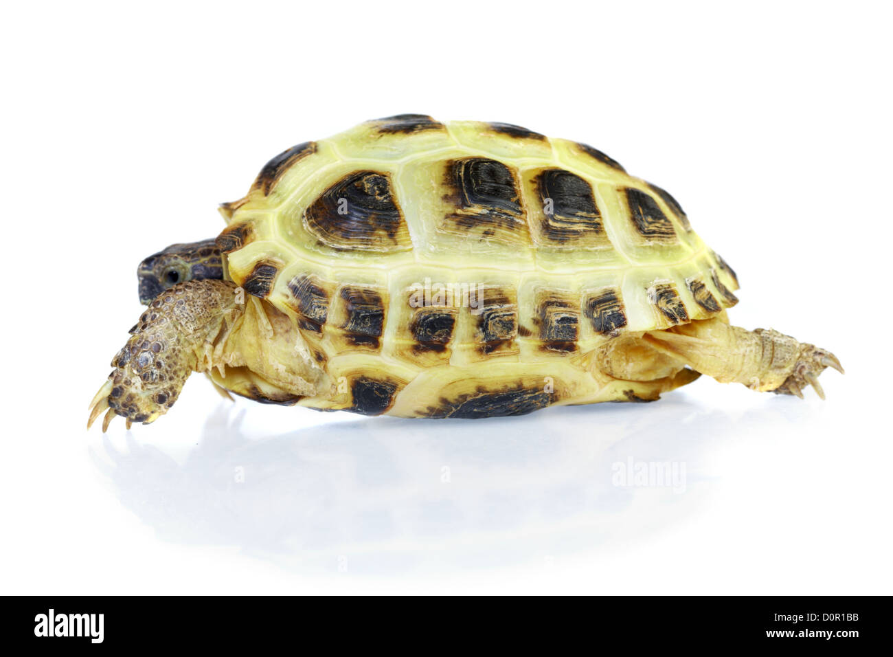 Photo of turtle on a white background Stock Photo - Alamy