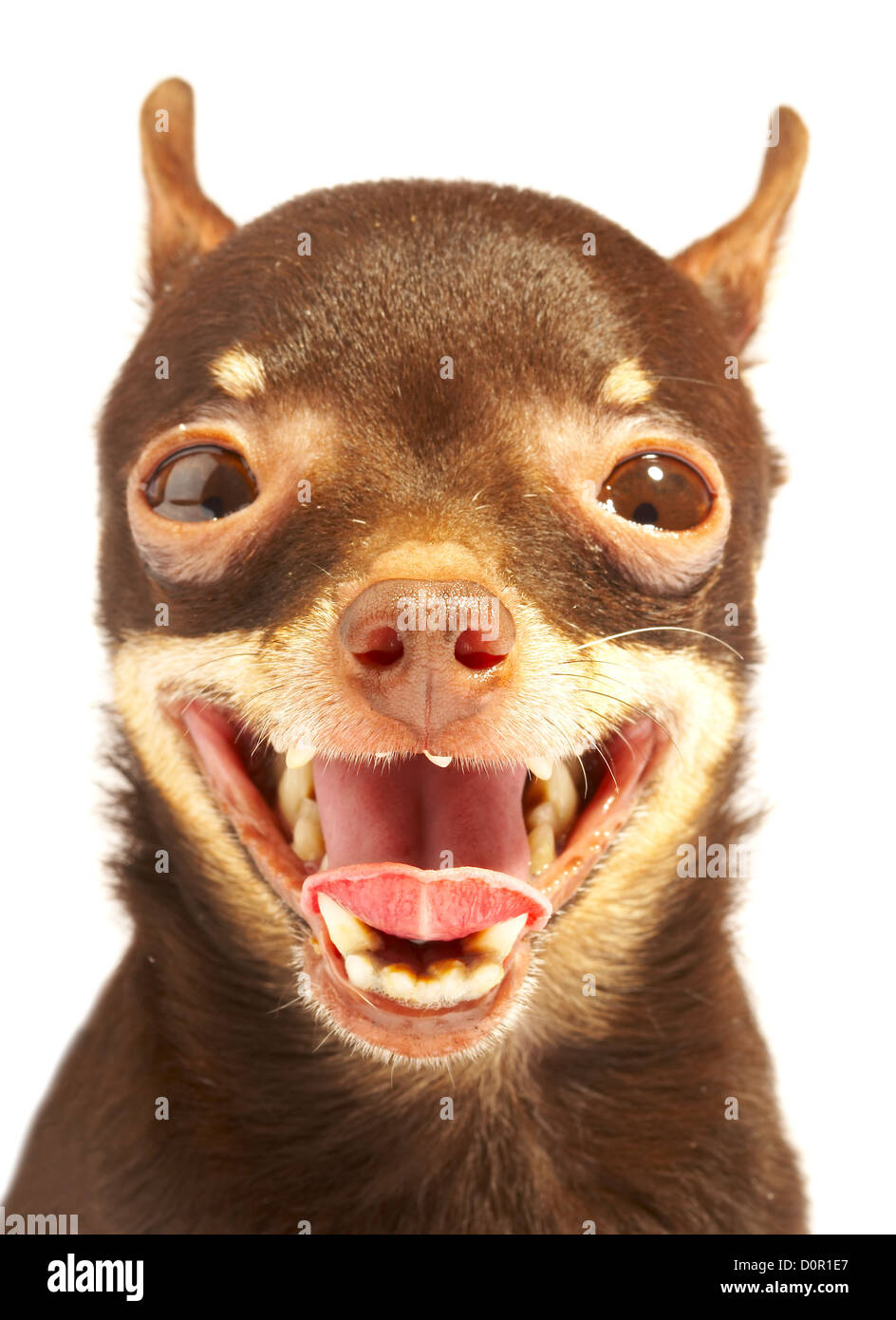 Russian toy-terrier.Ridiculous dog Stock Photo