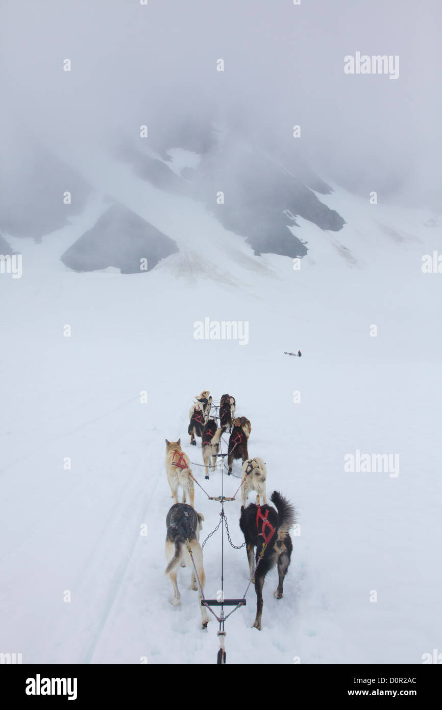 Sled dog tour on Punch Bowl Glacier, Chugach National Forest, near Girdwood, Alaska Stock Photo