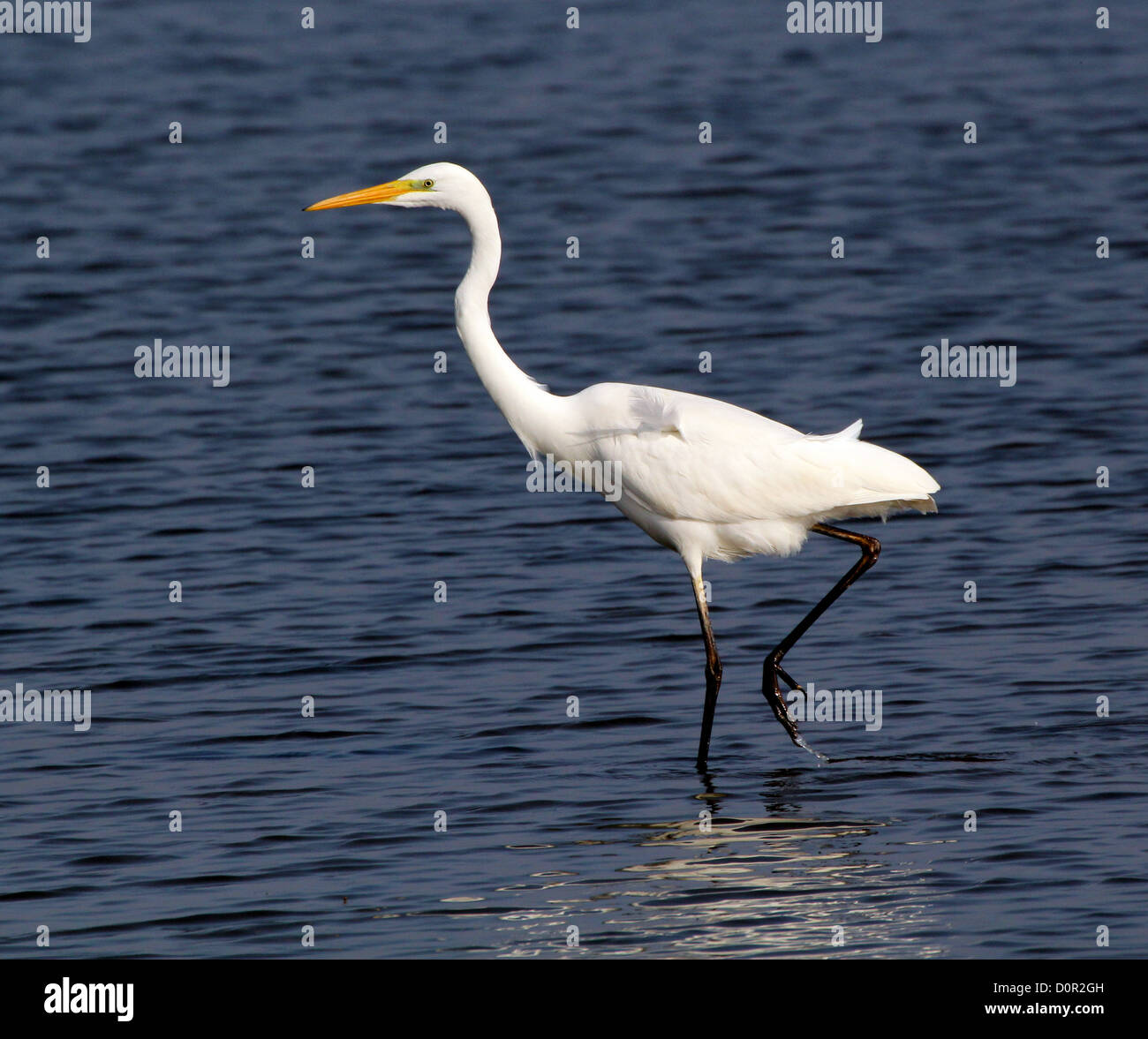 Graceful common or Great White Egret (Ardea alba) walking and foraging in a lake Stock Photo