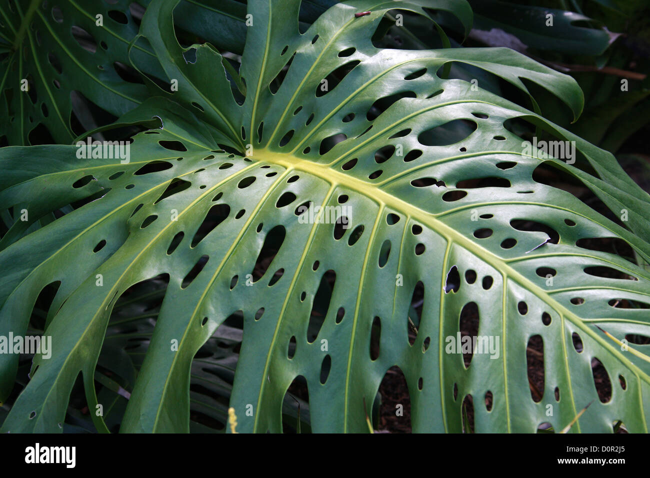 A Leaf of the Swiss Cheese Plant, Monstera deliciosa, Araceae. Central