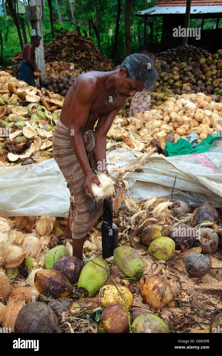 Men from Sri lanka splitting coconuts to get the fibre husk from it. Stock Photo