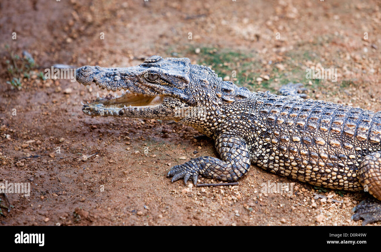 young crocodile, alligator on an ox Stock Photo