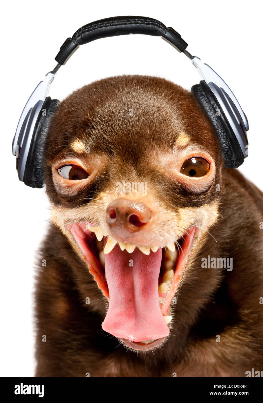 Dog DJ Stock Photo