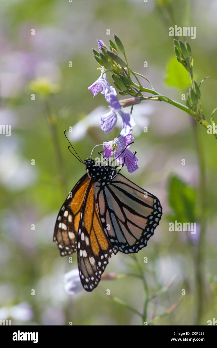 Monarch butterfly on a wild radish blossom Stock Photo Alamy
