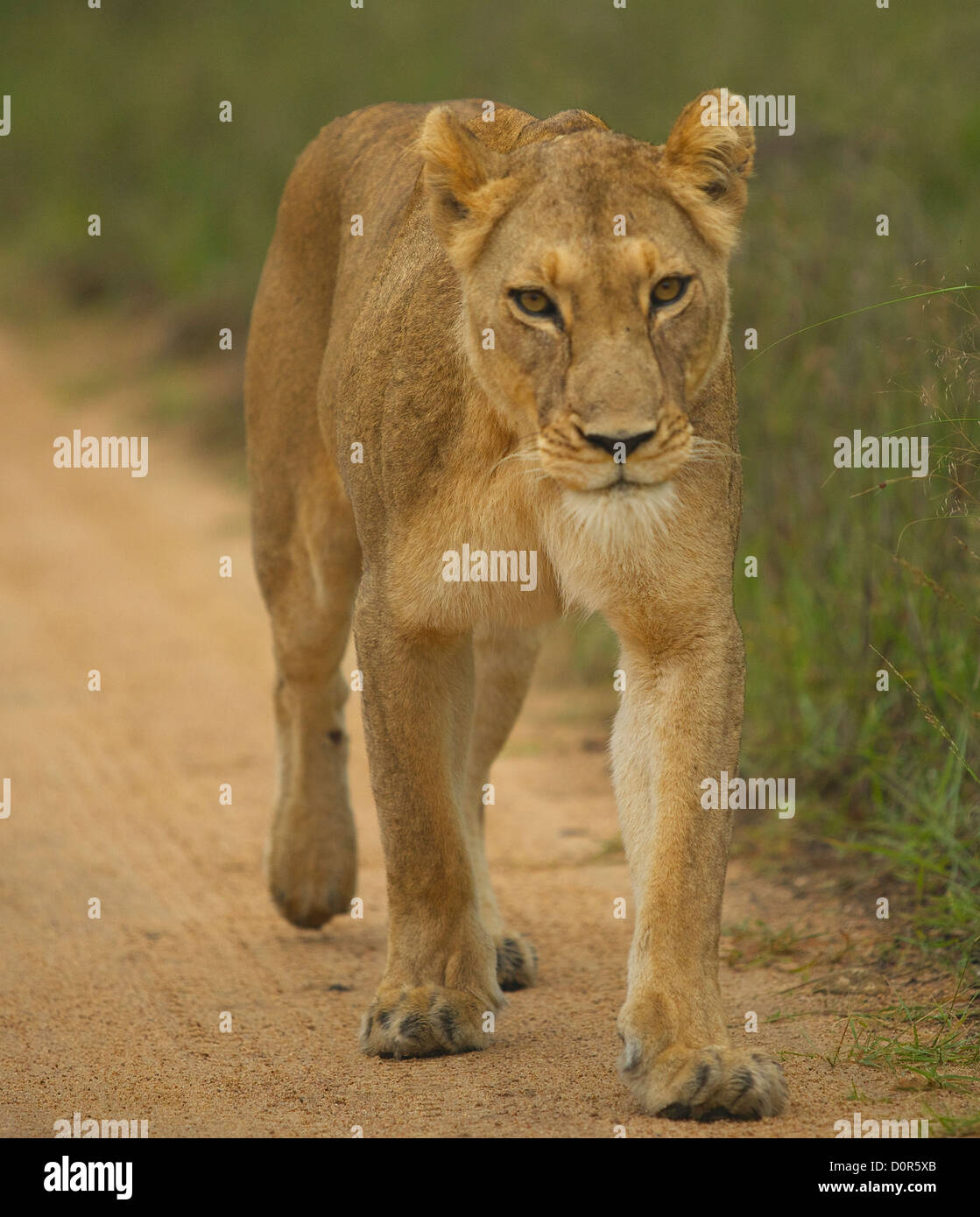 African Lioness walking through Kruger National Park Stock Photo