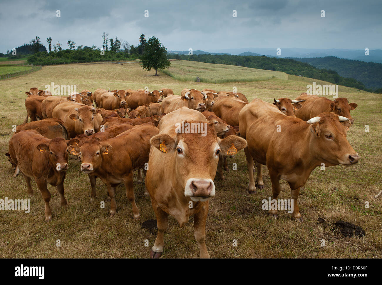 cattle in Corrèze, the Limousin, France Stock Photo
