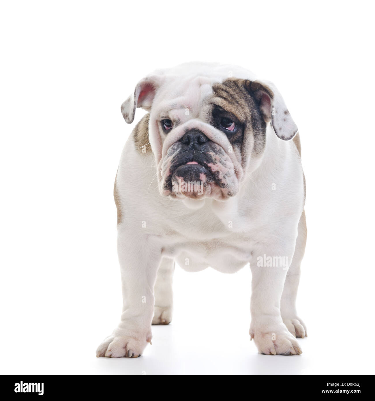 English bulldog standing in front of white background Stock Photo