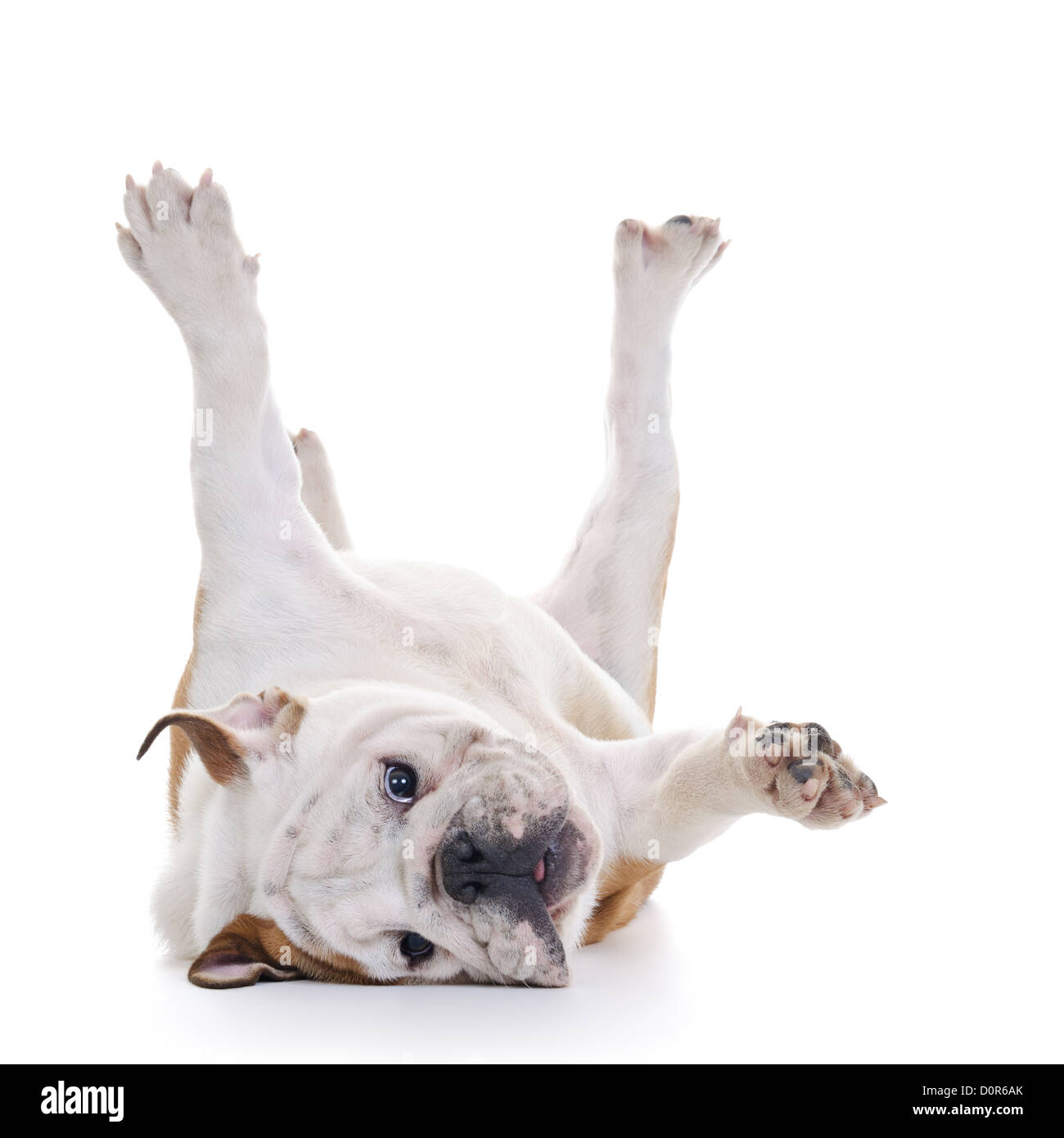 Why Does My Dog Roll On His Bone