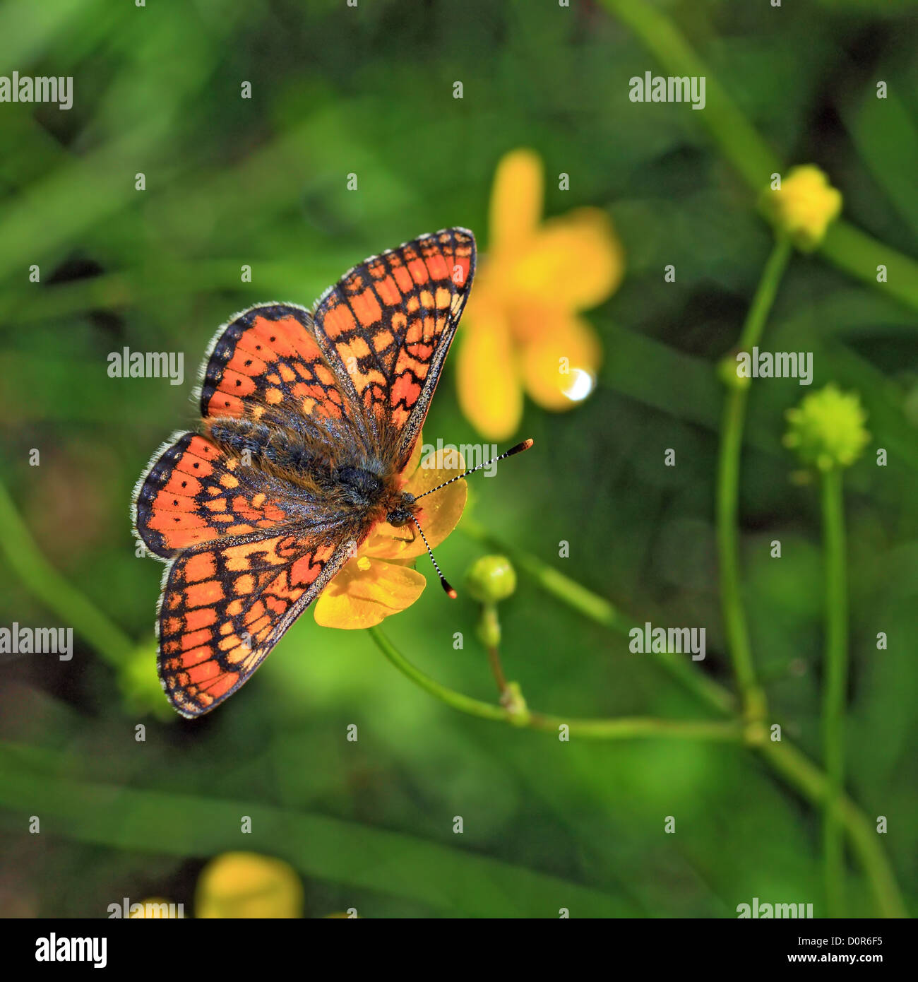 red butterfly on yellow flower Stock Photo