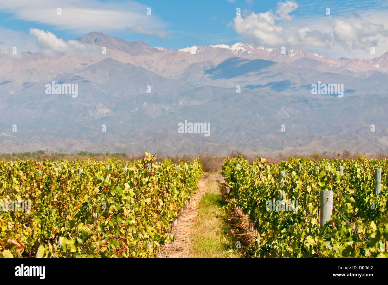 Vineyards of Mendoza, Argentina Stock Photo