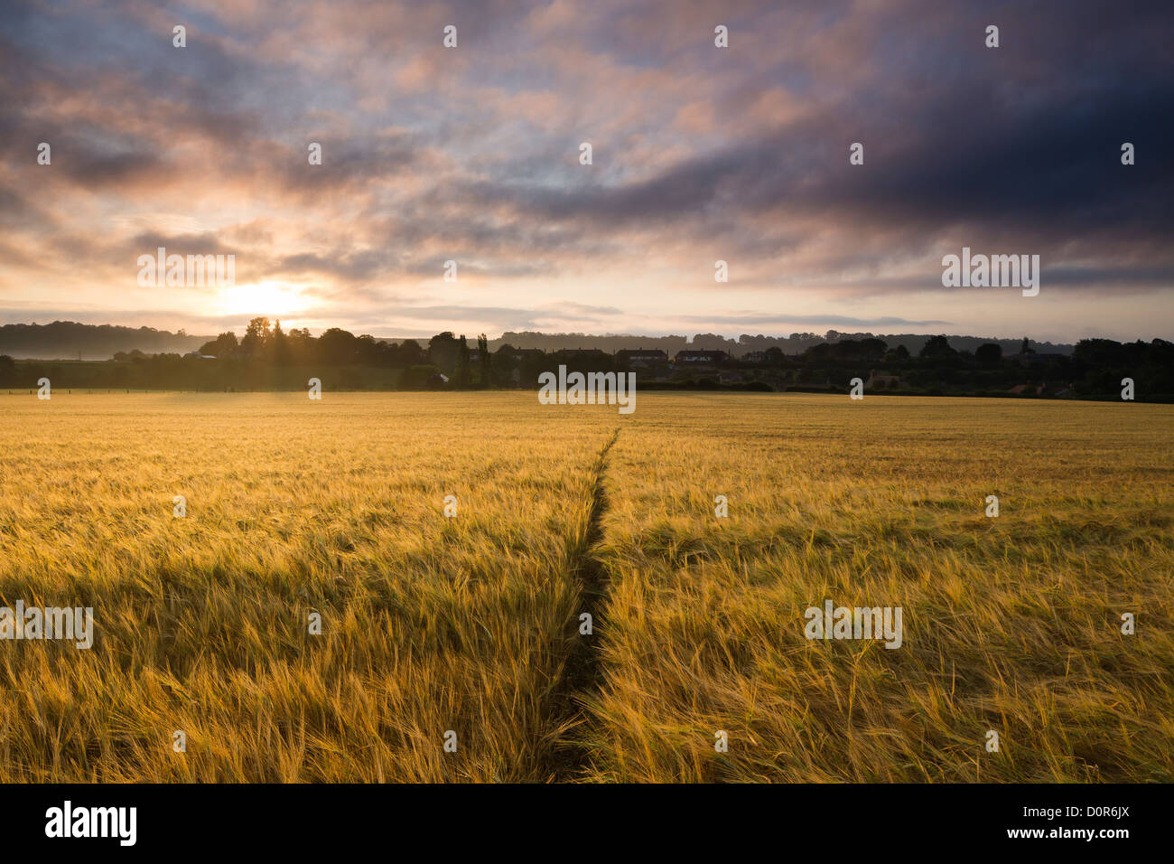 a field of barley at dawn, Milborne Port, Somerset, England, UK Stock Photo
