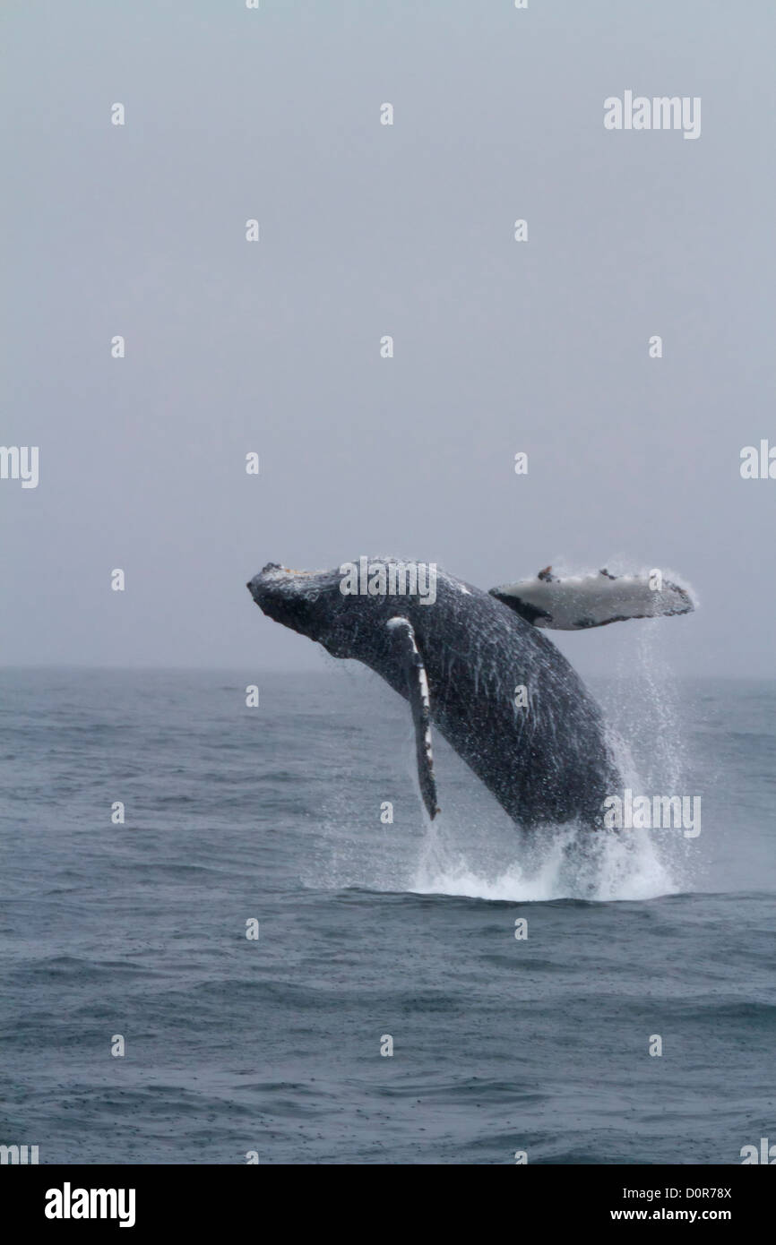 Breach whale hi-res stock photography and images - Alamy