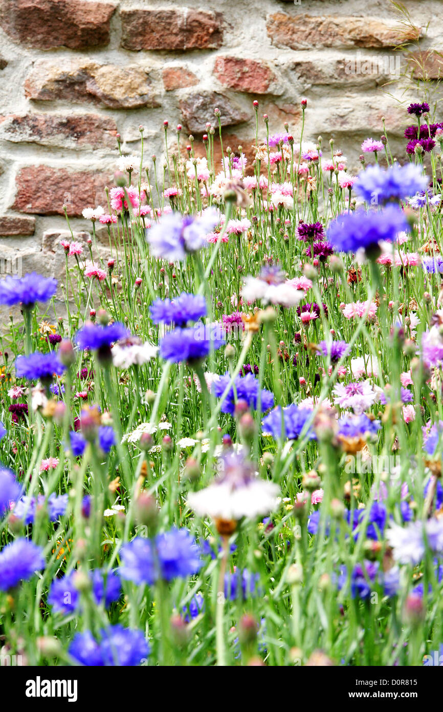 Wild Flowers in front of a old stone wall Stock Photo - Alamy