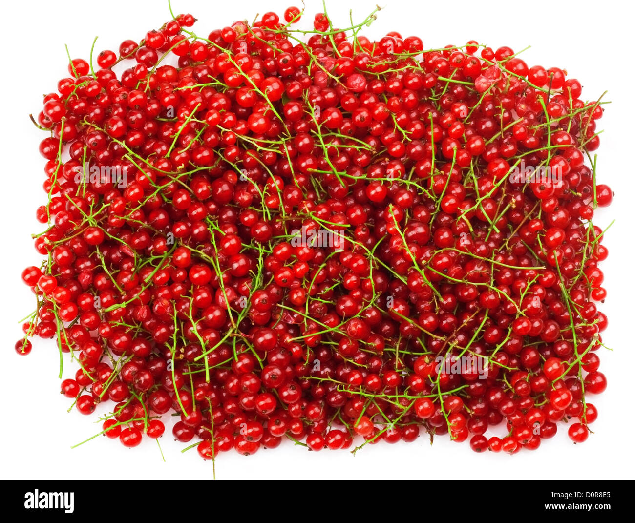 red currant Stock Photo