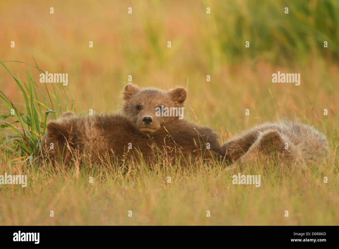 Triplet Brown or Grizzly Bear spring cubs, Lake Clark National Park, Alaska. Stock Photo