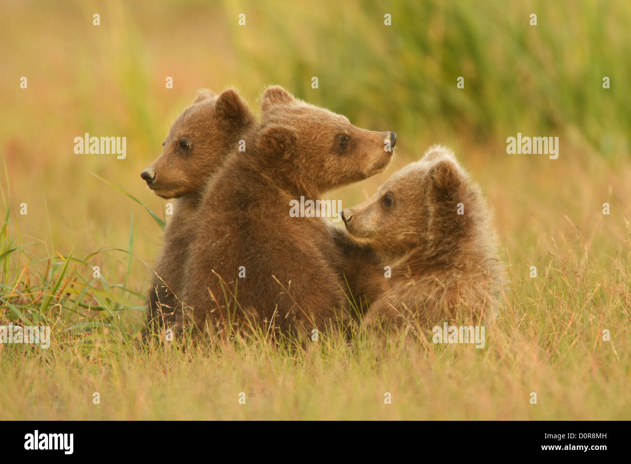 Triplet Brown or Grizzly Bear spring cubs, Lake Clark National Park, Alaska. Stock Photo