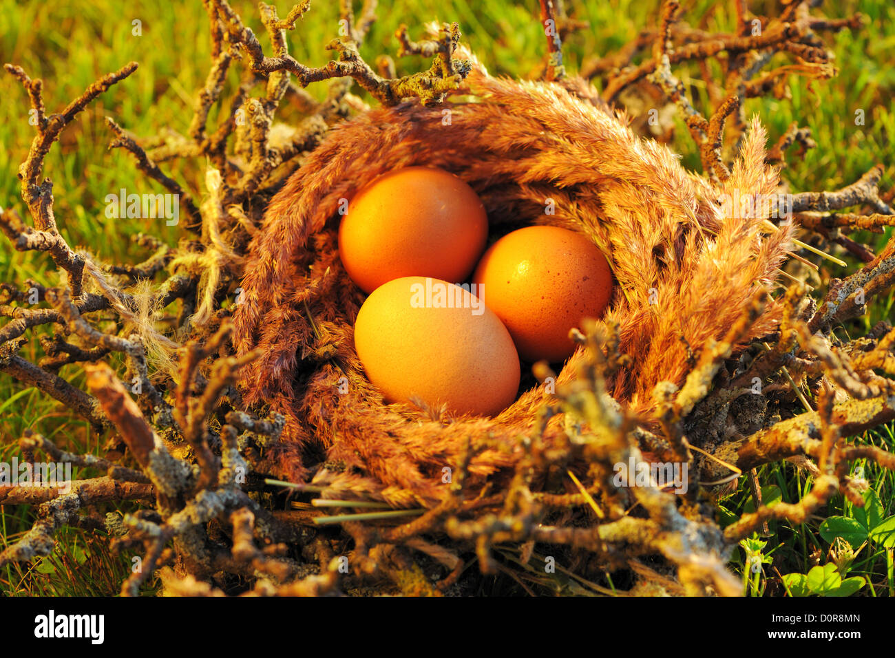 Bird nest with eggs Stock Photo Alamy