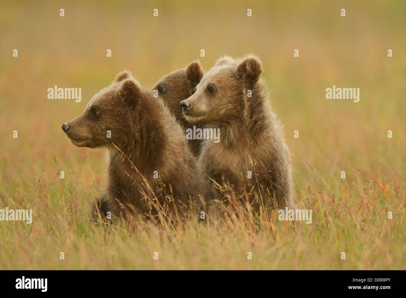 Triplet Brown or Grizzly Bear spring cubs, Lake Clark National Park, Alaska. Stock Photo