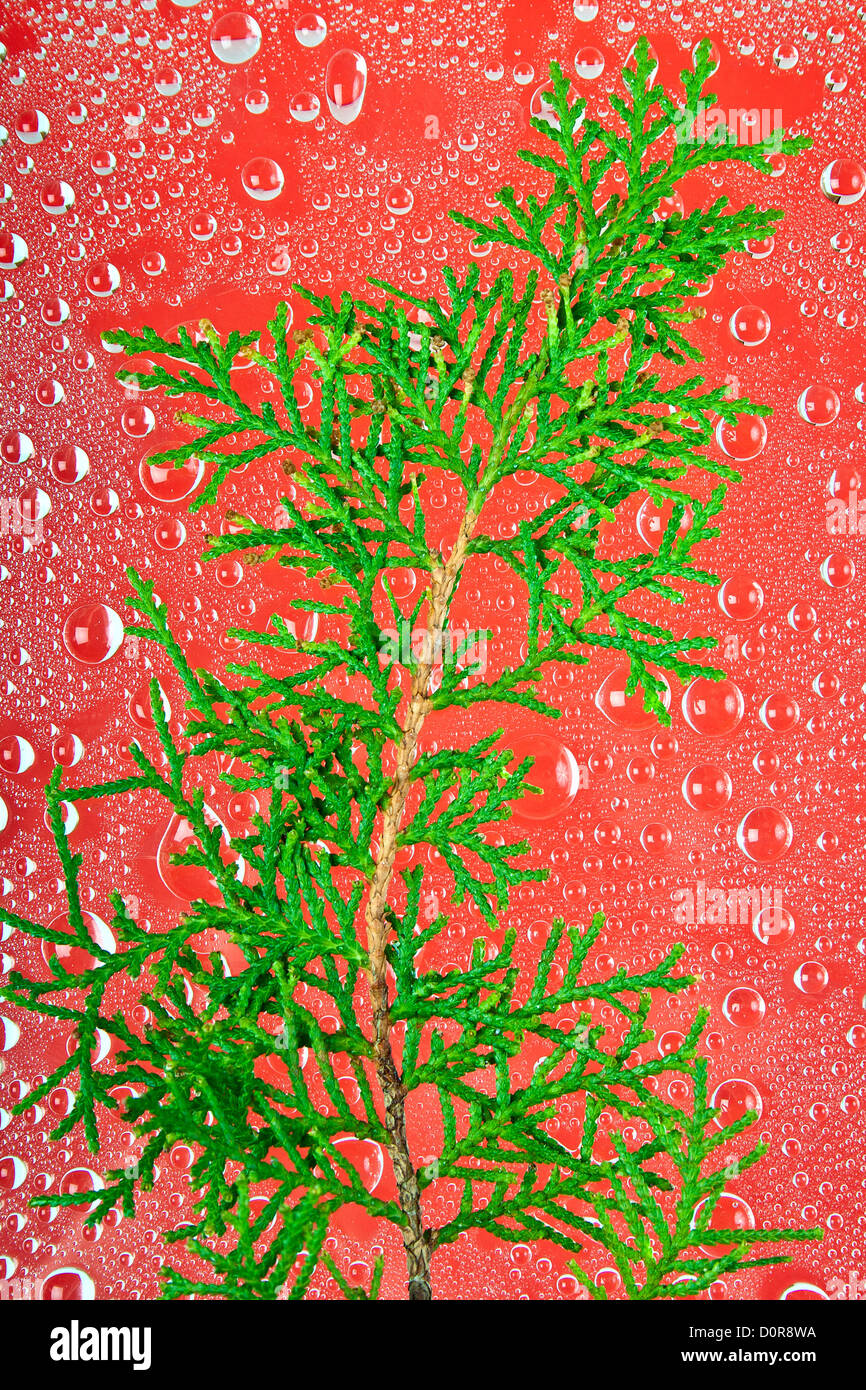 Sprig on red abstract background Stock Photo