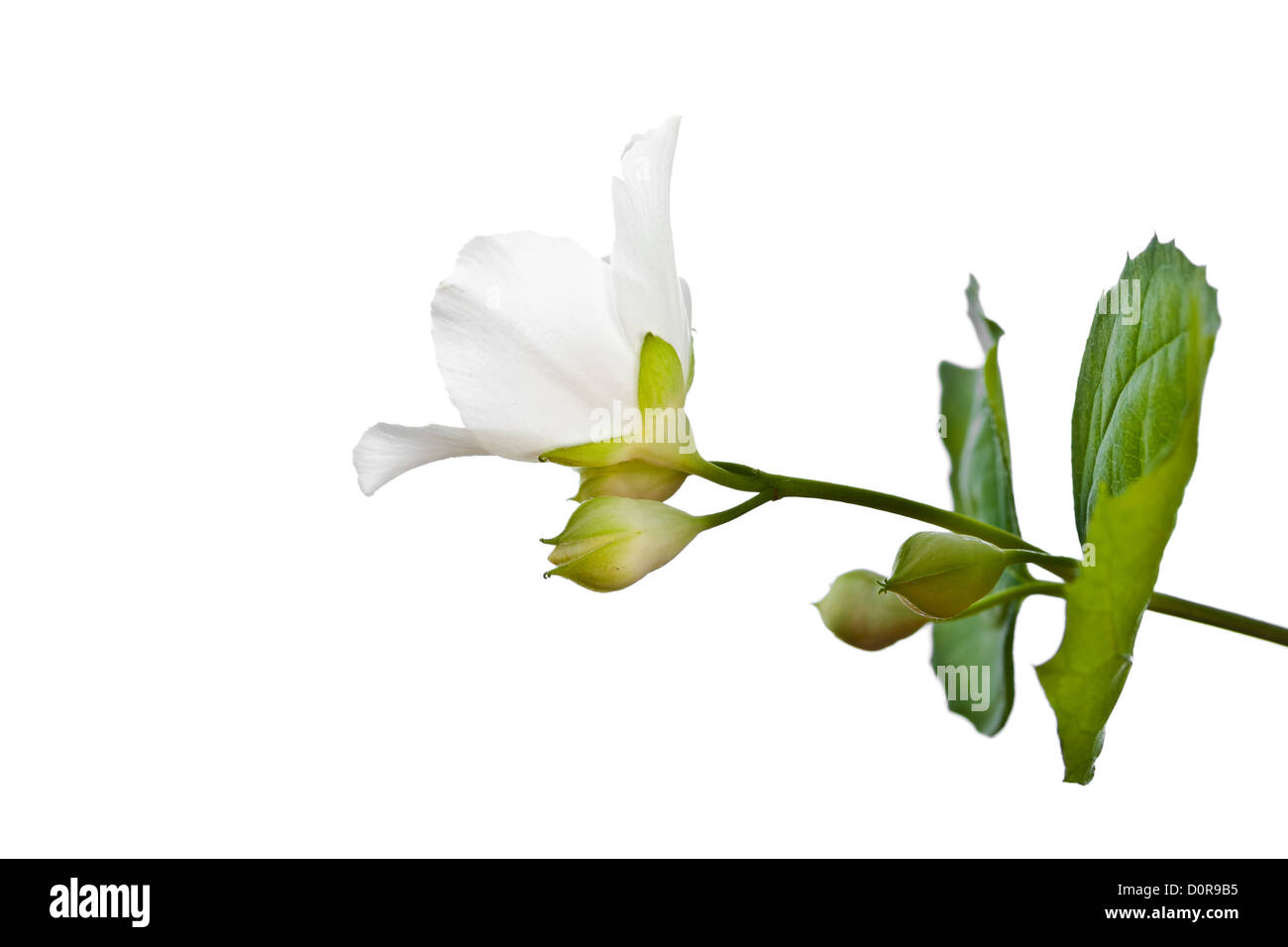 Flower jasmine Cut Out Stock Images & Pictures - Alamy