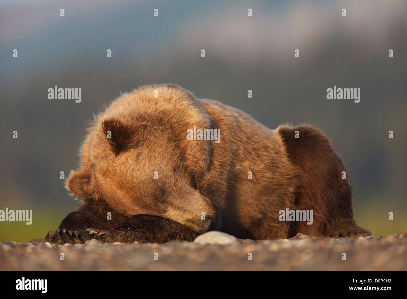 Brown or Grizzly Bear, Lake Clark National Park, Alaska. Stock Photo